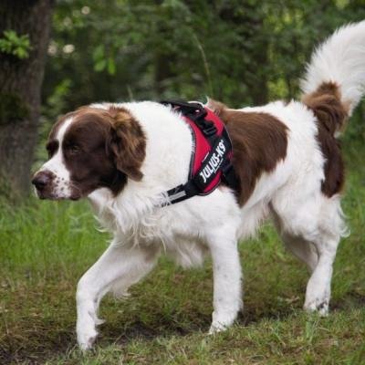 BEEZTEES Ham K9 IDC Powerharness Size 1 RED 63-85