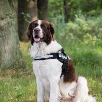 BEEZTEES Ham K9 IDC Powerharness Size 3 CAMO 82-115