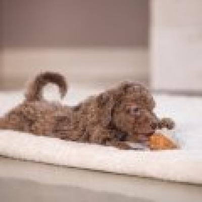 BEEZTEES резиновый мяч PUPPY BALL DENISE
