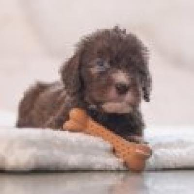 BEEZTEES резиновый мяч PUPPY DENTAL BONE NENS