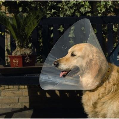 BEEZTEES Guler veterinar D22-25 x 10cm
