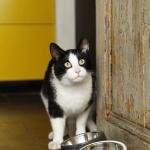 DBL метал. миска MY FAV CAT