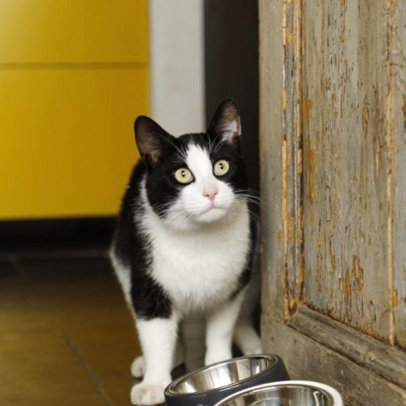 DBL метал. миска MY FAV CAT