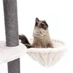 PETREBELS KINGS & QUEENS Catharina 160 Cream