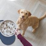 BZ castron din plastic Slow Feeder Dog pom